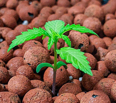 Росток сорта конопли Gorilla Glue Auto