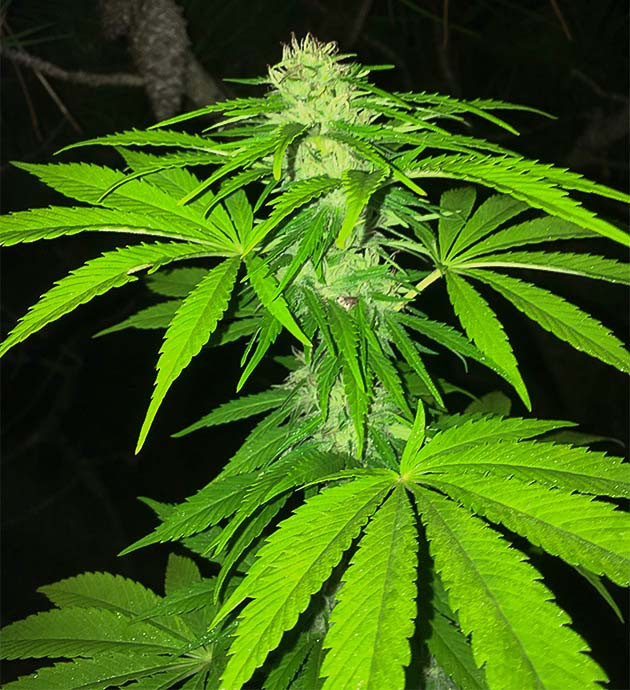 Развитие 3 куста на 21 неделе выращивания