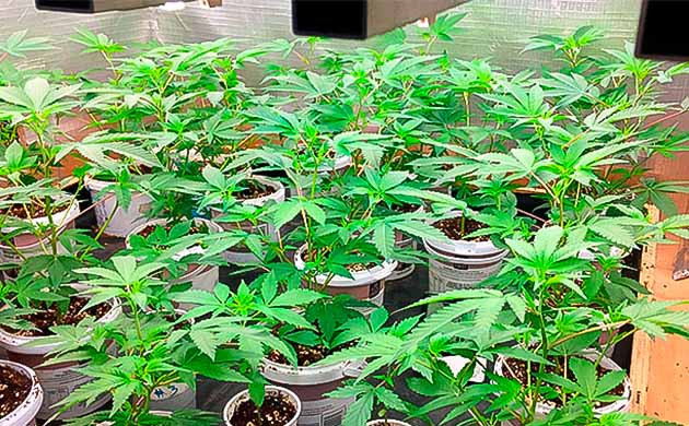 Прирост и уход на 4-й неделе веги Четвёртая неделя роста Godzilla Glue #4