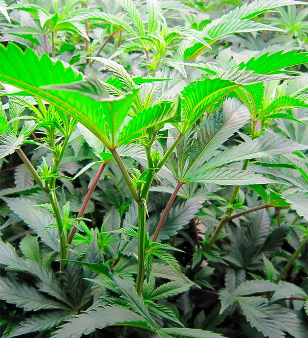 5 - 6 неделя выращивания конопли