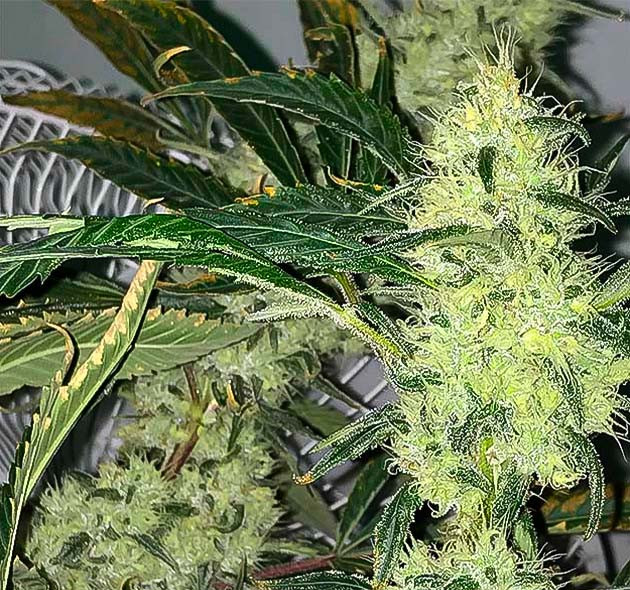 17 неделя роста сорта Bruce Banner #3