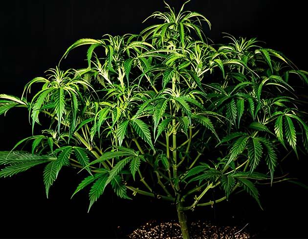 Начало цветения марихуаны и обновлённая схема удобрений Lemon AK Auto в начале цветения с открытой кроной