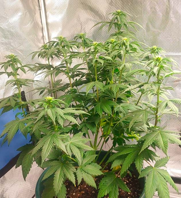 Результаты применения техники LST Образование трихом у конопли