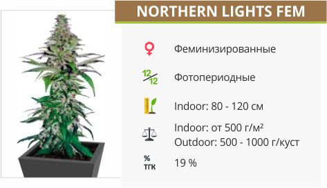 Northern Lights fem от Pyramid Seeds