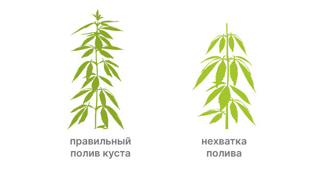 Управление поливом каннабиса при высоких температурах Решение проблемы дефицита влаги в жарких условиях