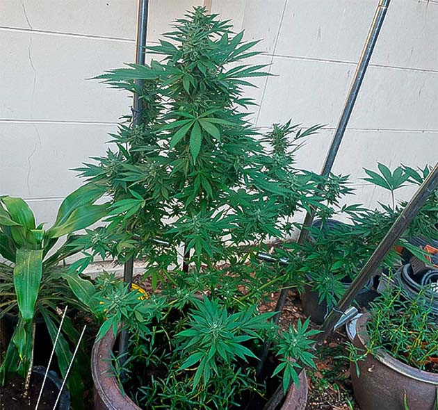 Харвест полиплоидного куста на 21 неделе