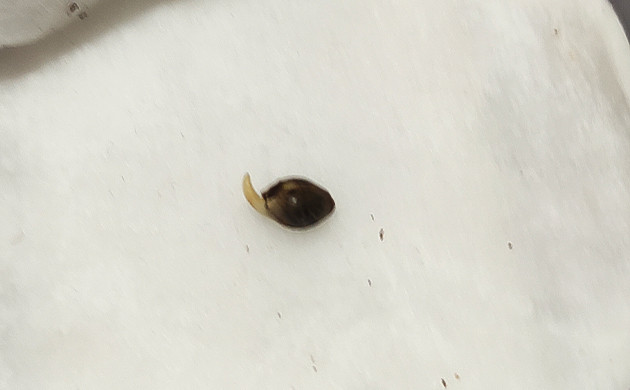 Проращивание марихуаны Росток сорта Roze Runtz