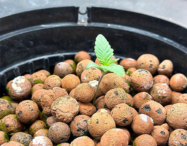 Установил режим световой 2 неделя выращивания ростка Roze Runtz