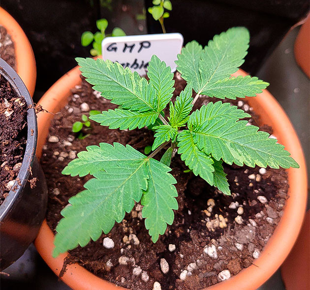 3 неделя выращивания Развитие куста на 3 неделе