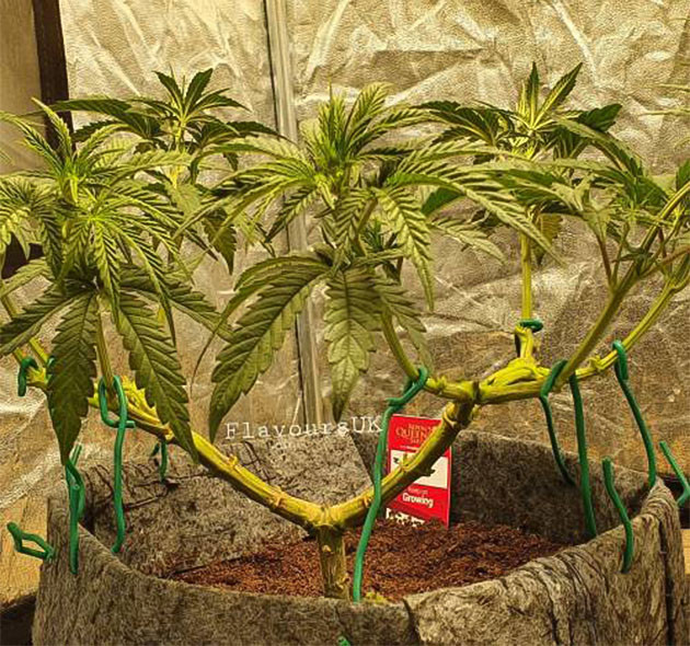 7 неделя выращивания