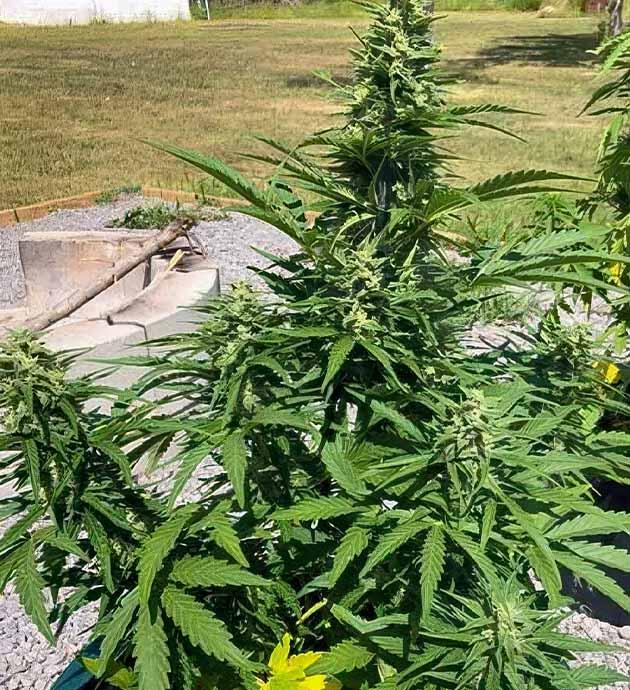 Признаки нехватки питания на фоне активного цветения Цветущая конопля с плотными соцветиями и желтеющими нижними листьями