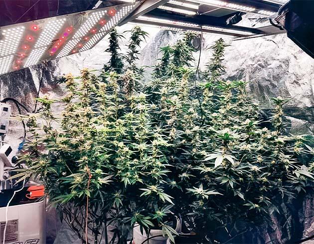 Dozy Doz с развивающимися шишками и усиленным питательным раствором