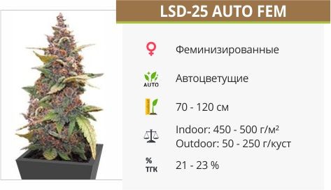 Сорт конопли LSD-25 auto LSD-25 auto fem (FastBuds)