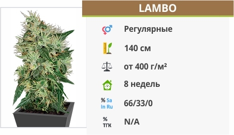 описание сорта Lambo