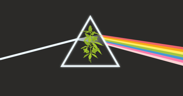 Дополнительное спектральное влияние на урожайность конопли