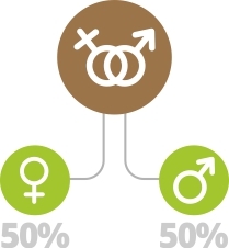 Регулярные семена конопли