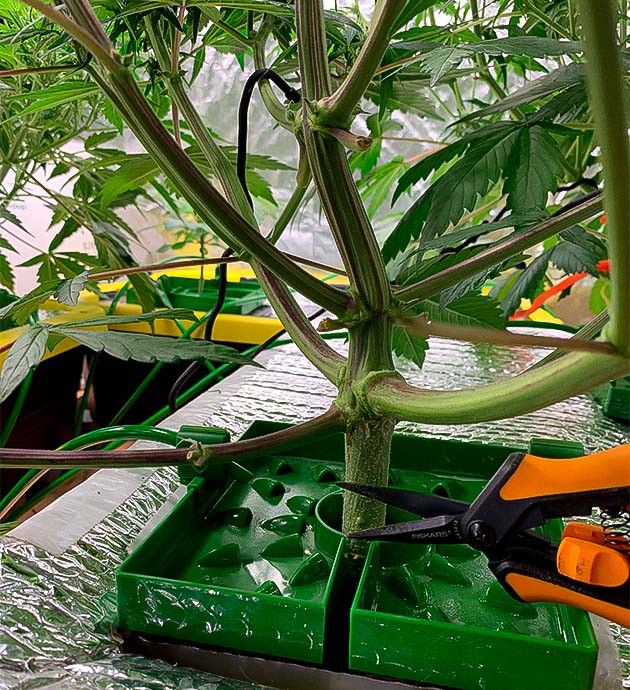 Активный рост Stardawg Auto