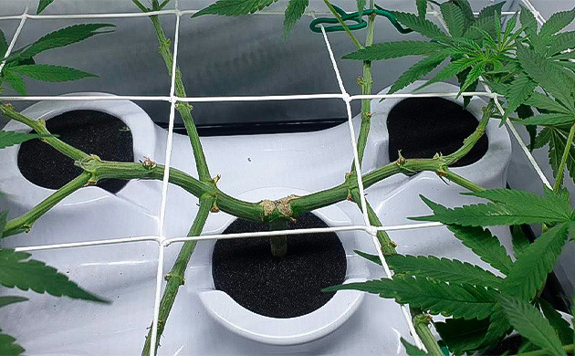 Результаты тренировок мейн лининга Дефолиация конопли