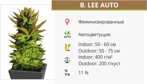 Сорт конопли B. Lee Auto B. Lee Auto от Kannabia Seeds