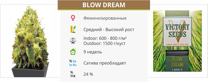 Blow Dream