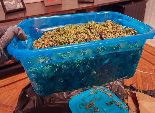 Собранные шишки каннабиса сорта конопли Runtz Punch