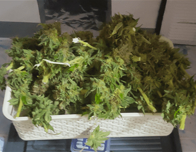 Собранный урожай конопли