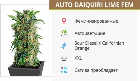 Auto Daiquiri Lime fem от Dutch Passion