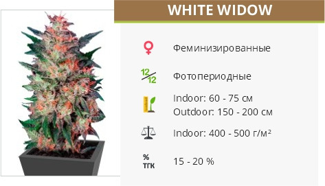 White Widow fem от Dutch Passion