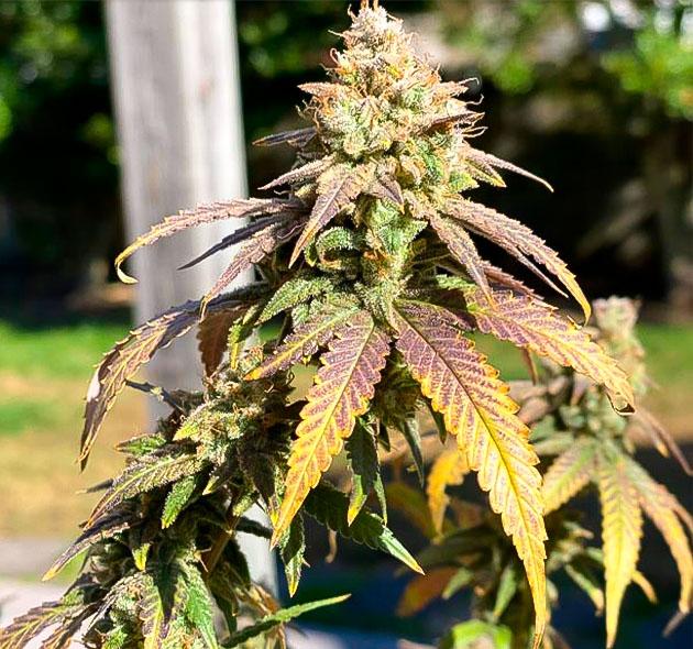 Созревшая шишка сорта Blueberry Muffin