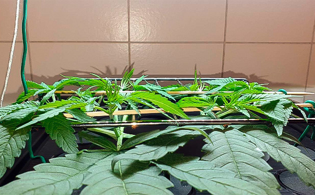 Установил временную сетку Метод SCROG