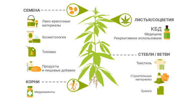 Польза от технической конопли