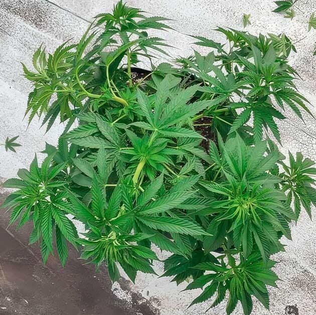 Куст марихуаны после обработки от паутинных клещей