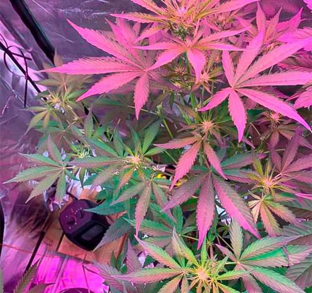 Конопля ростом 120 см