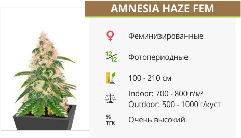 Сорт марихуаны Amnesia Haze Amnesia Haze от Anaconda Seeds