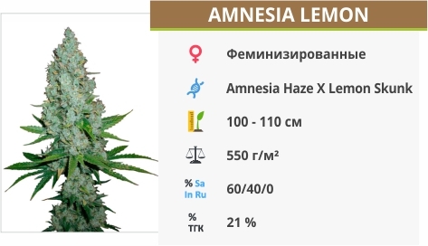 описание сорта Amnesia Lemon