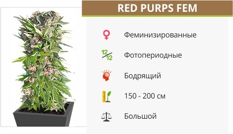 Семена конопли Red Purps fem от Female Seeds Red Purps fem от Female Seeds