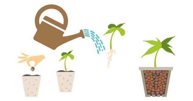 Лучший момент для пересадки ростка в гидропонику