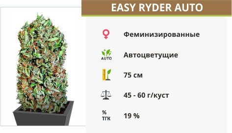 Сорт конопли Easy Ryder Auto fem Auto Easy Ryder