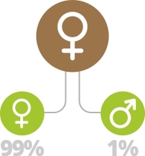Феминизированные семена конопли