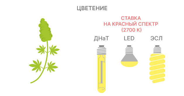 Использование различных спектров излучения во время цветения каннабиса