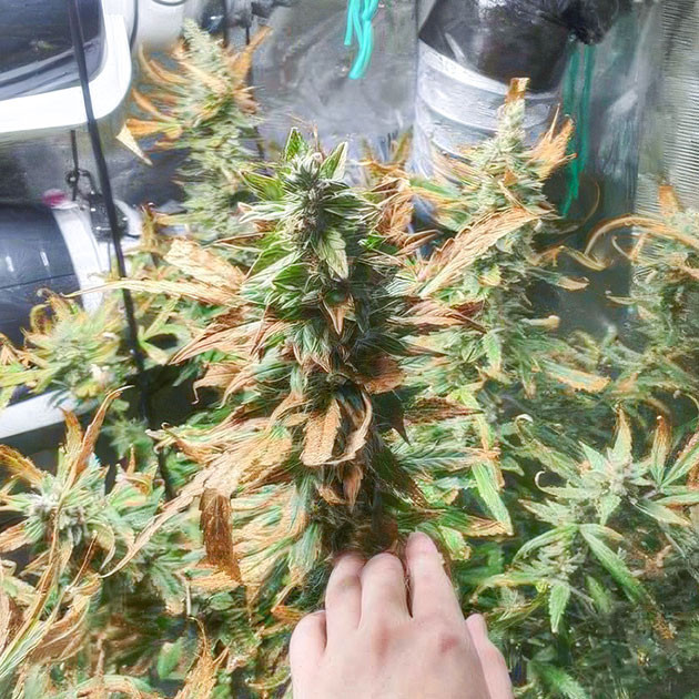 Шишка конопли перед харвестом