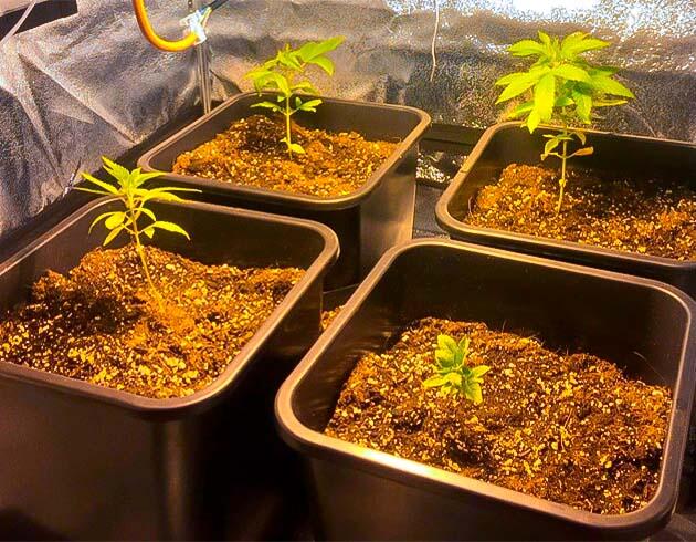 Конопля ростом 13 см