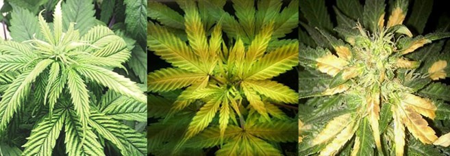 Стадии пожелтения листьев марихуаны