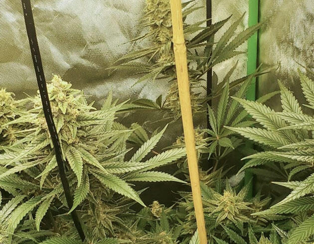 afe Racer на восьмой неделе цветения с тяжёлыми соцветиями