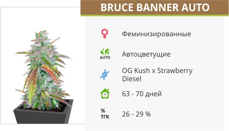 Bruce Banner auto от Cali Buds Seeds