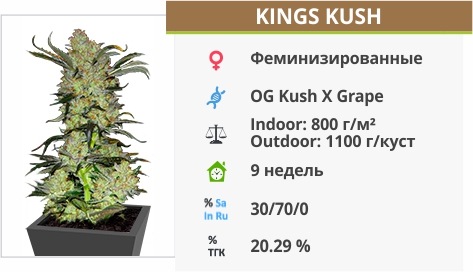 Kings Kush