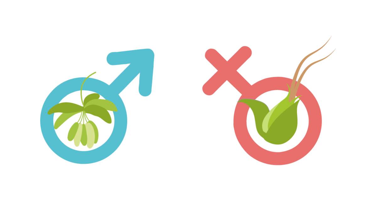 Признаки мужских и женских растений Мужское и женское растение конопли