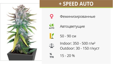 +Speed Auto от Sweet Seeds