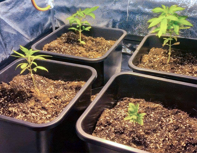 Конопля ростом 7 см