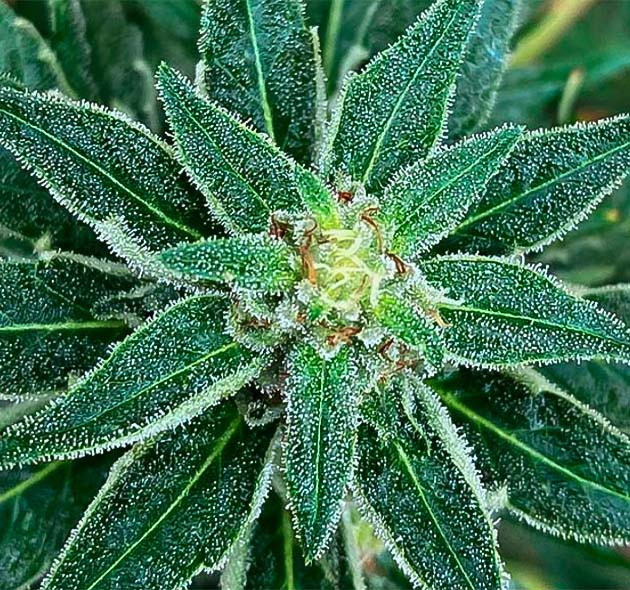 Соцветие конопли на 19 неделе